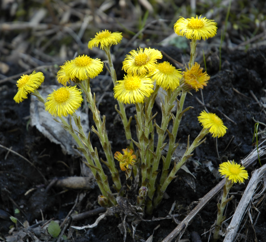 http://www.kostbarenatur.net/wp-content/uploads/2015/10/1024px-Tussilago_farfara_whole-881x800.png