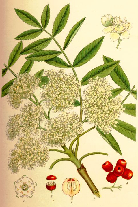 Eberesche - Kostbare Natur