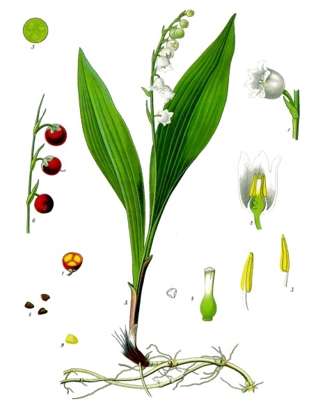Maiglöckchen - Convallaria majalis - und Bärlauch unterscheiden