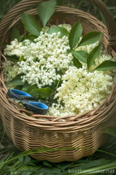 Holunderblüten sind nicht nur lecker im Hugo, ein kleiner Vorrat an getrockneten Blüten hilft deiner Gesundheit das ganze Jahr über.