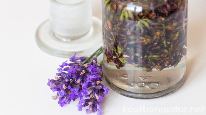 Die lila Blüten des Lavendels mit ihrem intensiven Duft riechen nicht nur gut, sondern können, zum Beispiel als heilsame Tinktur, auch für die Gesundheit genutzt werden.