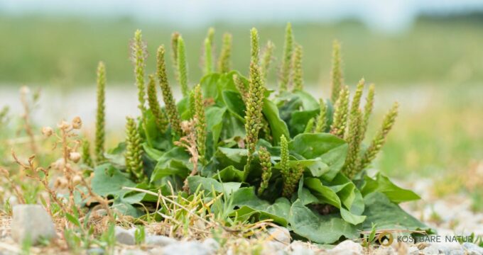 Breitwegerich besitzt zahlreiche heilsame Eigenschaften und bereichert als essbares Wildkraut deine naturnahe Küche.