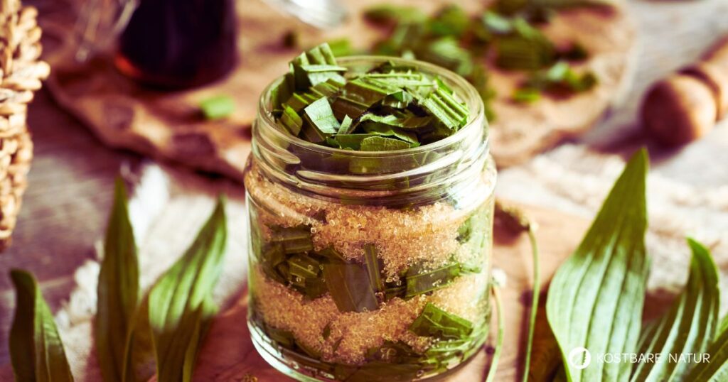 Der Spitzwegerich ist ein altbekanntes Mittel bei Bronchitis. Finde heraus, wie du einen Hustensirup mit Spitzwegerich herstellst.