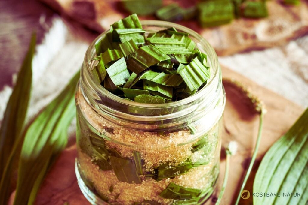 Spitzwegerich und Zucker im Glas
