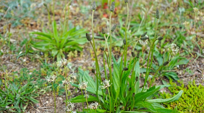 Der Spitzwegerich ist eine der am weitesten verbreiteten Wildpflanzen. Nutze seine Blätter, Blüten, Samen und Wurzeln als Nahrung und für die Gesundheit!