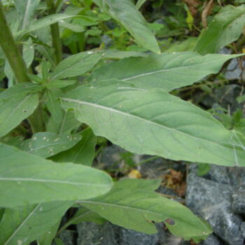 Gemeine Nachtkerze (Oenothera biennis)