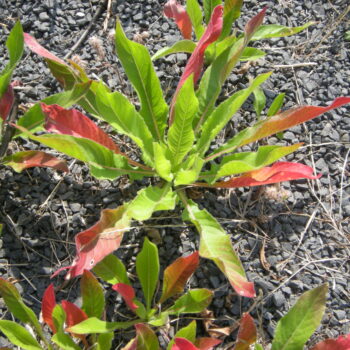 Gemeine Nachtkerze (Oenothera biennis)