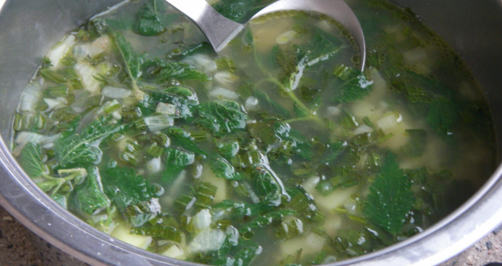 Mit Wildpflanzen lassen sich leckere und nahrhafte Gerichte Zaubern. Hier sind zwei einfache Rezepte für Suppen aus Spitzwegerich- und Brennnesselblättern!