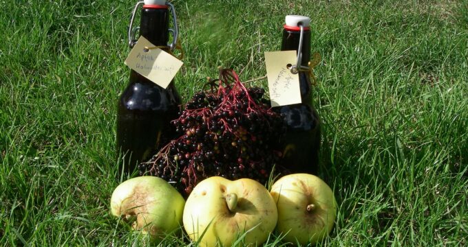 Saft aus Holunder ist gesund, lecker und die Früchte sind kostenlos an vielen Wegen zu ernten. Mische Äpfel alter Sorten dazu und es wird richtig lecker!