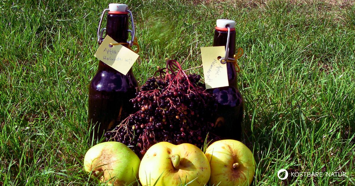 Saft aus Holunder ist gesund, lecker und die Früchte kannst du kostenlos ernten. Mit Äpfel wird daraus ein gesunder Apfel-Holunder-Saft.