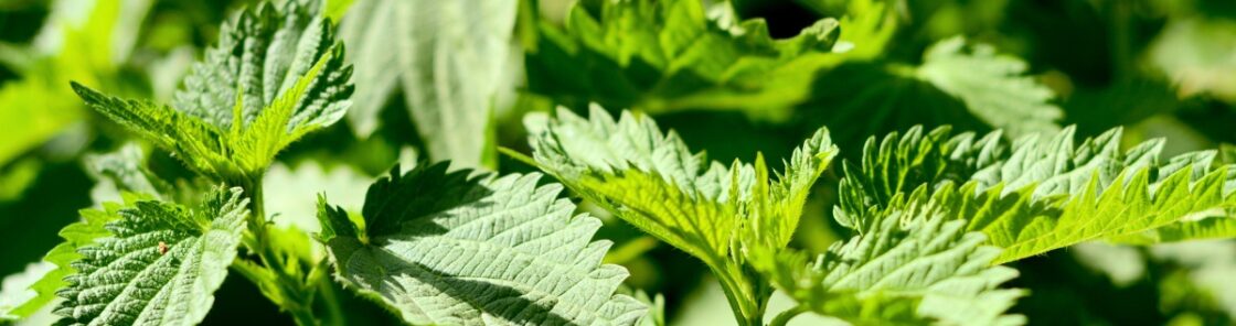 Die Brennnessel ist eine vielseitige Heilerin und kann gut zu einer ausgeglichenen Ernährung beitragen. Wirkung, Anwendung und Rezeptideen findest du hier.