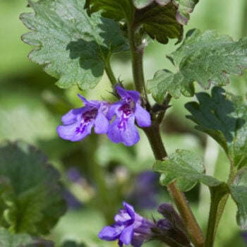 Als Würzkraut ist der Gundermann eine Bereicherung für jede Küche. Er hilft als Heilkraut bei eitrigen Wunden, Bronchitis, Harnerkrankungen und Schnupfen.