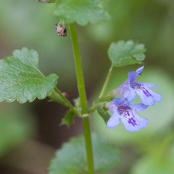 Als Würzkraut ist der Gundermann eine Bereicherung für jede Küche. Er hilft als Heilkraut bei eitrigen Wunden, Bronchitis, Harnerkrankungen und Schnupfen.