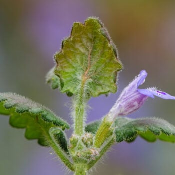 Als Würzkraut ist der Gundermann eine Bereicherung für jede Küche. Er hilft als Heilkraut bei eitrigen Wunden, Bronchitis, Harnerkrankungen und Schnupfen.