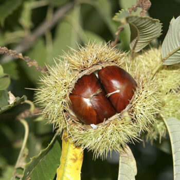 Finder heraus, wie du die Blätter der Edelkastanie als Heilmittel nutzen und ihre leckeren und gesunden Früchte vielfältig zubereiten kannst.