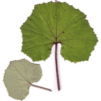Huflattich ist eine der ersten Pflanzen, die den Frühling ankündigen. Finde heraus, wie du dieses Kraut in der Küche, im Haushalt und zur Heilung nutzt