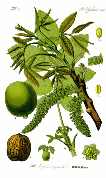 Der Walnussbaum gibt nicht nur schmackhafte und nährstoffreiche Früchte. Er hat aber viel mehr zu bieten und kann bei vielen Krankheiten helfen.
