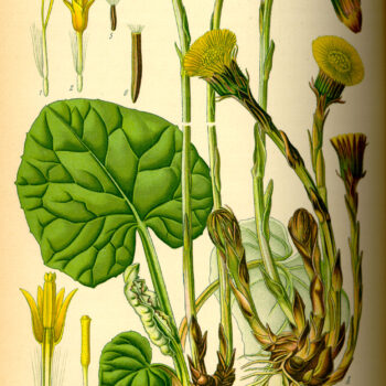 Huflattich ist eine der ersten Pflanzen, die den Frühling ankündigen. Finde heraus, wie du dieses Kraut in der Küche, im Haushalt und zur Heilung nutzt