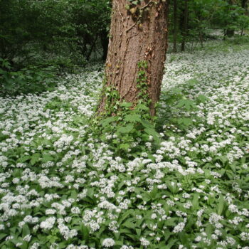 Bärlauch: leckeres Würzmittel, fantastisch für Darmflora und gut gegen Bluthochdruck. Wild oder im Garten, die Bärlauchsaison solltest du nicht verpassen!