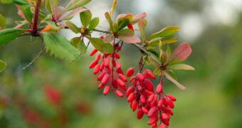 Die Berberitze ist reich an Vitamin C und ihre Beeren ergeben eine gesunden Saft und schmecken frisch, getrocknet oder auch als Brotaufstrich.