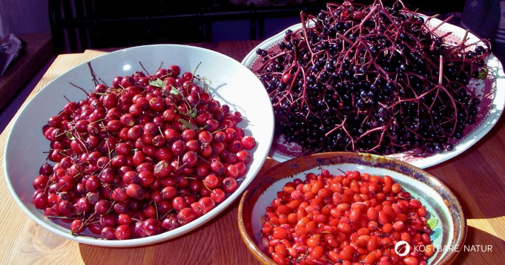 Im Herbst findet man an vielen Sträuchern schmackhafte Beeren. Aus drei besonders vitaminreichen habe ich ein Vitamin-C-Gelee hergestellt.