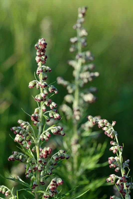 Beifuß - Kostbare Natur