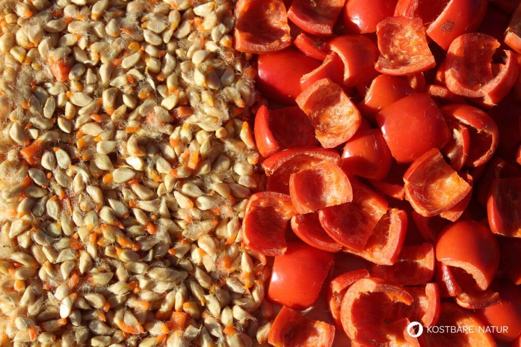 Hagebuttenkerne und Schalen