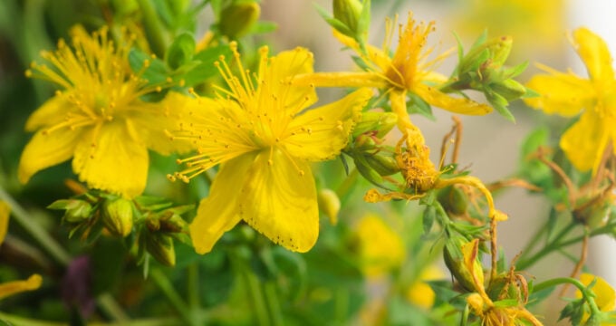 Das gelb blühende Johanniskraut ist einer der besten Speicher der Sonnenenergie. Sammle es im Sommer und nutze es im Winter, um die dunklen Tage aufzuhellen