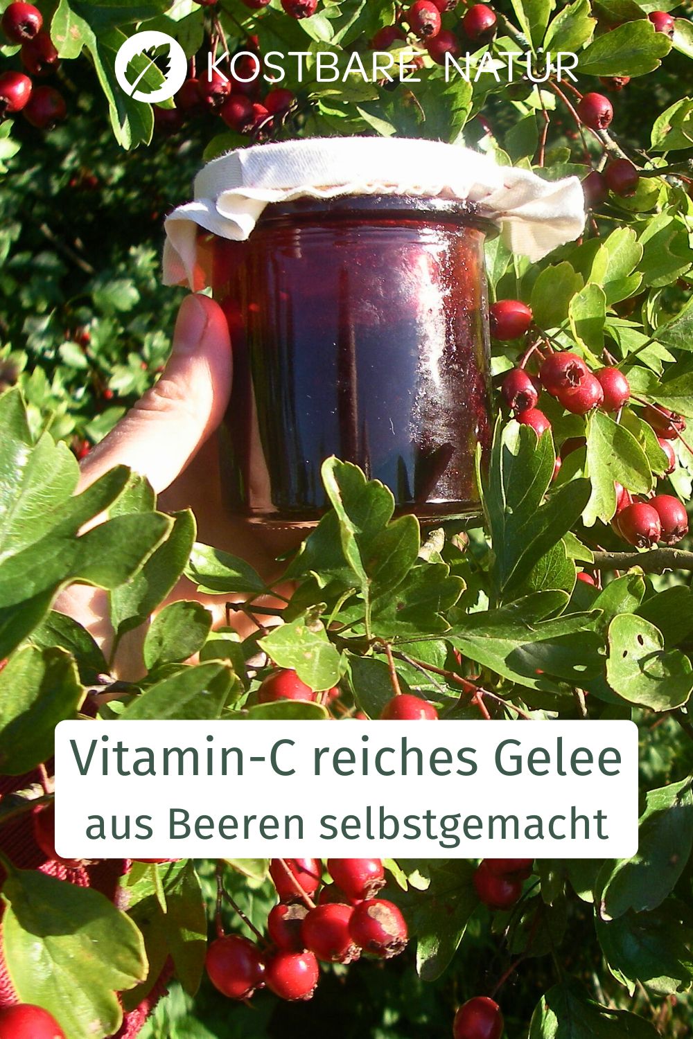 Im Herbst findet man an vielen Sträuchern schmackhafte Beeren. Aus drei besonders vitaminreichen habe ich ein Vitamin-C-Gelee hergestellt.