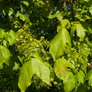 Für nur wenige Wochen im März und April kannst du die Blätter des Ahorns ernten und vielfältig nutzen und sogar heimischen Ahornsirup ernten.