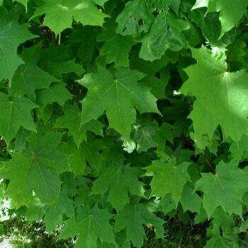 Für nur wenige Wochen im März und April kannst du die Blätter des Ahorns ernten und vielfältig nutzen und sogar heimischen Ahornsirup ernten.