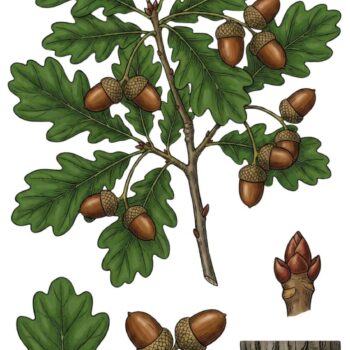 Die Rinde der Eiche kannst du als heilende Umschläge oder Tee einsetzen. Aus den Eicheln lässt sich sogar Kaffee-Ersatz und Mehl herstellen.