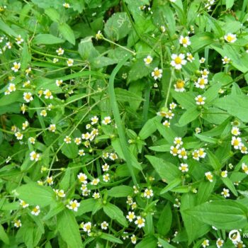 Das Knopfkraut, oder auch Franzosenkraut strotzt vor Eisen und Proteinen. Statt es als Unkraut zu sehen, nutze es lieber für die Küche!