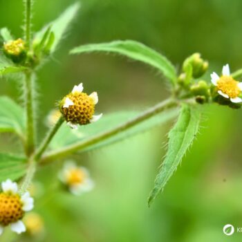 Das Knopfkraut, oder auch Franzosenkraut strotzt vor Eisen und Proteinen. Statt es als Unkraut zu sehen, nutze es lieber für die Küche!