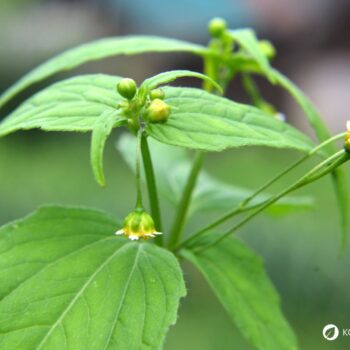 Das Knopfkraut, oder auch Franzosenkraut strotzt vor Eisen und Proteinen. Statt es als Unkraut zu sehen, nutze es lieber für die Küche!