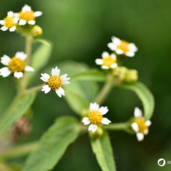 Das Knopfkraut, oder auch Franzosenkraut strotzt vor Eisen und Proteinen. Statt es als Unkraut zu sehen, nutze es lieber für die Küche!