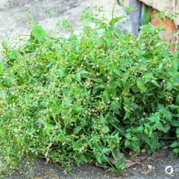 Das Knopfkraut, oder auch Franzosenkraut strotzt vor Eisen und Proteinen. Statt es als Unkraut zu sehen, nutze es lieber für die Küche!