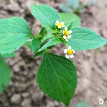 Das Knopfkraut, oder auch Franzosenkraut strotzt vor Eisen und Proteinen. Statt es als Unkraut zu sehen, nutze es lieber für die Küche!