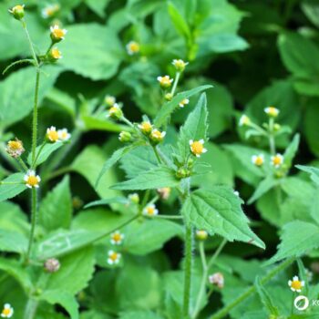 Das Knopfkraut, oder auch Franzosenkraut strotzt vor Eisen und Proteinen. Statt es als Unkraut zu sehen, nutze es lieber für die Küche!