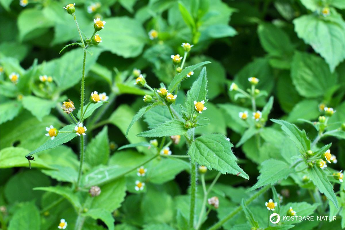 Das Knopfkraut, oder auch Franzosenkraut strotzt vor Eisen und Proteinen. Statt es als Unkraut zu sehen, nutze es lieber für die Küche!
