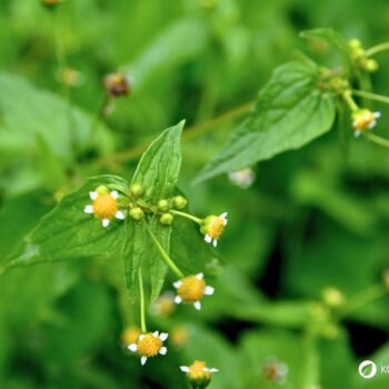 Das Knopfkraut, oder auch Franzosenkraut strotzt vor Eisen und Proteinen. Statt es als Unkraut zu sehen, nutze es lieber für die Küche!