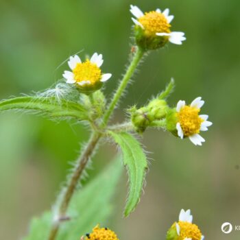 Das Knopfkraut, oder auch Franzosenkraut strotzt vor Eisen und Proteinen. Statt es als Unkraut zu sehen, nutze es lieber für die Küche!