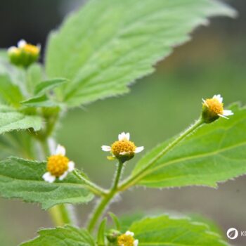 Das Knopfkraut, oder auch Franzosenkraut strotzt vor Eisen und Proteinen. Statt es als Unkraut zu sehen, nutze es lieber für die Küche!