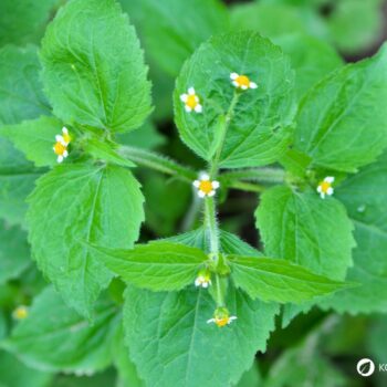 Das Knopfkraut, oder auch Franzosenkraut strotzt vor Eisen und Proteinen. Statt es als Unkraut zu sehen, nutze es lieber für die Küche!