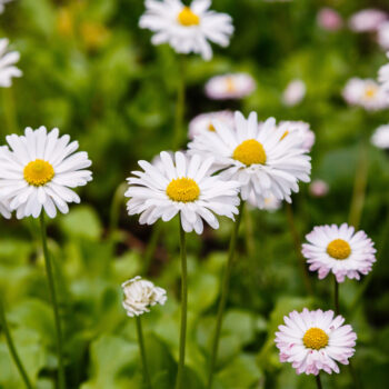 Früher waren Gänseblümchen heilig und standen für Unschuld und Reinheit. Auch heute sollten wir uns an ihrer Schönheit erfreuen und ihre Wirkstoffe nutzen.