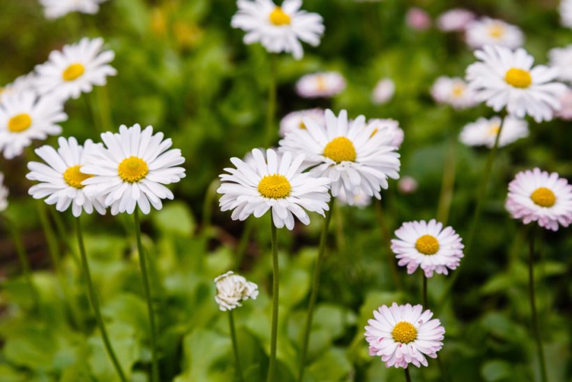 Früher waren Gänseblümchen heilig und standen für Unschuld und Reinheit. Auch heute sollten wir uns an ihrer Schönheit erfreuen und ihre Wirkstoffe nutzen.