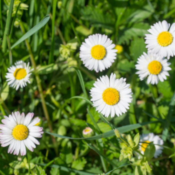 Früher waren Gänseblümchen heilig und standen für Unschuld und Reinheit. Auch heute sollten wir uns an ihrer Schönheit erfreuen und ihre Wirkstoffe nutzen.