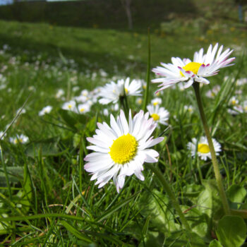 Früher waren Gänseblümchen heilig und standen für Unschuld und Reinheit. Auch heute sollten wir uns an ihrer Schönheit erfreuen und ihre Wirkstoffe nutzen.