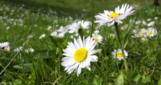 Früher waren Gänseblümchen heilig und standen für Unschuld und Reinheit. Auch heute sollten wir uns an ihrer Schönheit erfreuen und ihre Wirkstoffe nutzen.