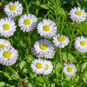 Früher waren Gänseblümchen heilig und standen für Unschuld und Reinheit. Auch heute sollten wir uns an ihrer Schönheit erfreuen und ihre Wirkstoffe nutzen.